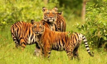 Nepal Wildlife Tour