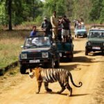 Top 7 Jungle Safari Destinations in India for 2024