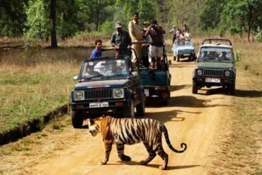 Top 7 Jungle Safari Destinations in India for 2024