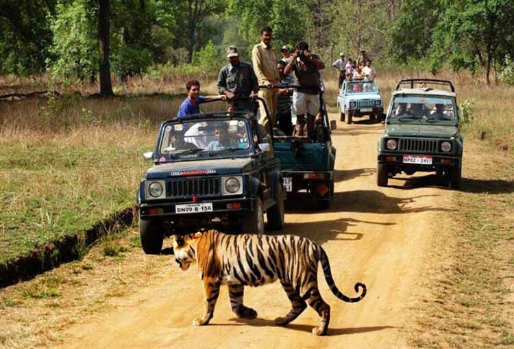 Top 7 Jungle Safari Destinations in India for 2024