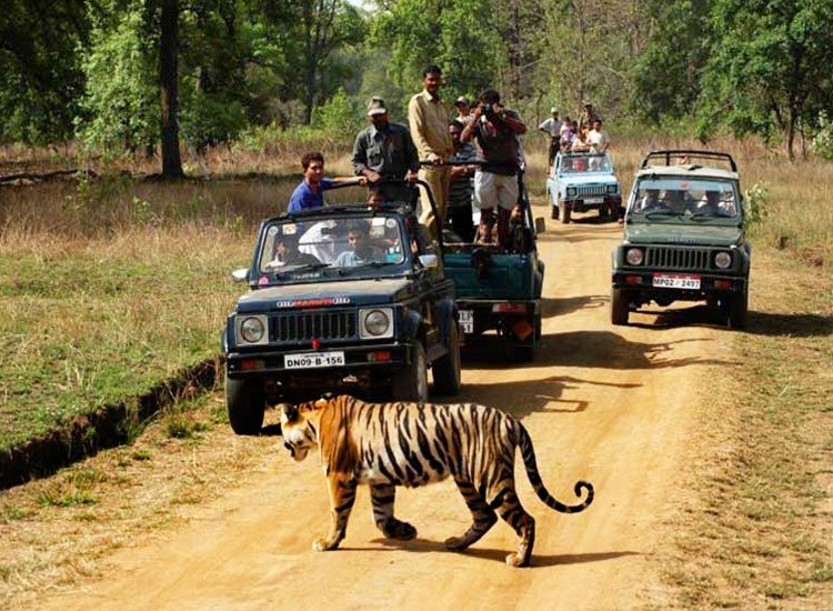 Top 7 Jungle Safari Destinations in India for 2024